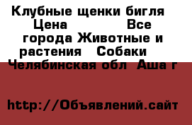 Клубные щенки бигля › Цена ­ 30 000 - Все города Животные и растения » Собаки   . Челябинская обл.,Аша г.